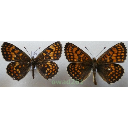 Melitaea athalia (Rottemburg, 1775) pair Poland6e